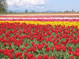 Skagit photos - rainbow flowers