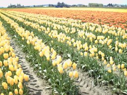 Skagit photos - yellow and orange tulips